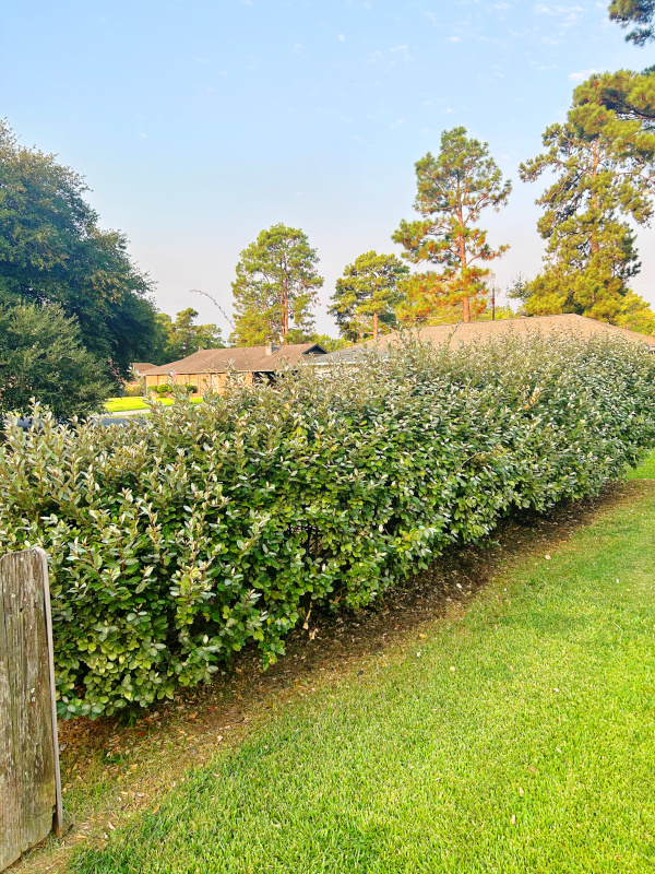 Alexandria, LA outdoor lawn mowing services.