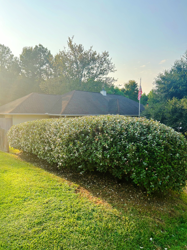 Alexandria, LA professional lawn care.