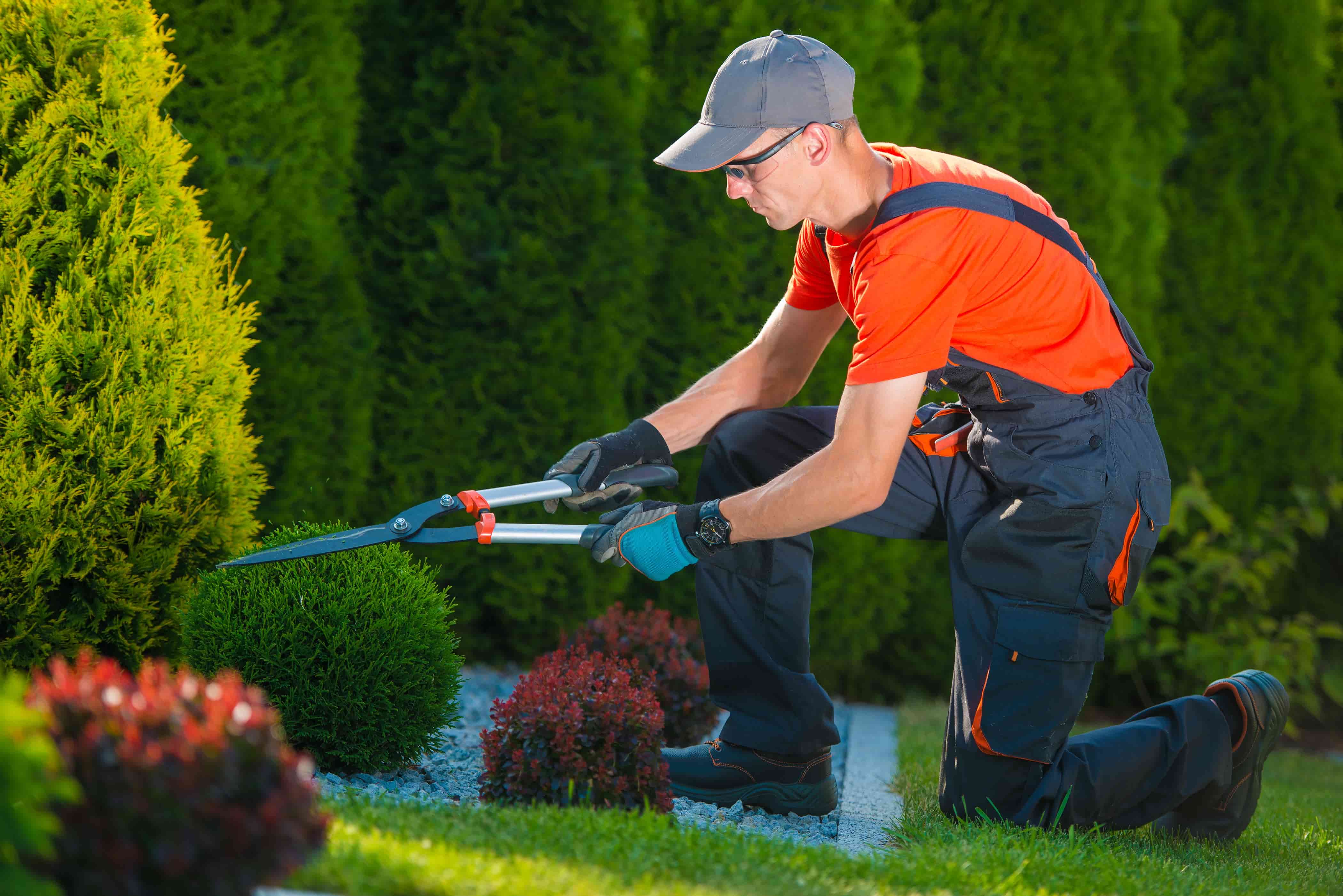 Lawn Mowing